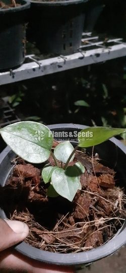 Bankok Anthurium 