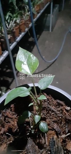 Bankok Anthurium 