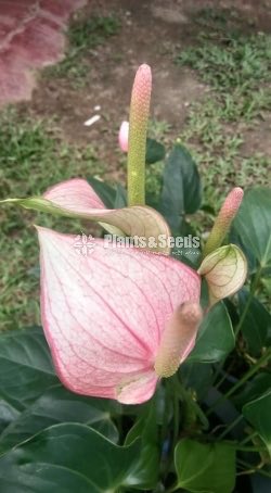 Saso Anthurium