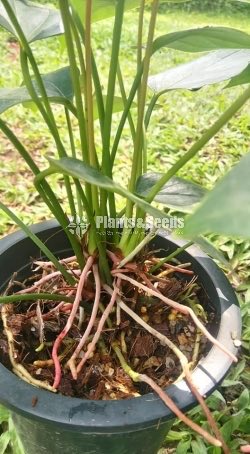 Saso Anthurium