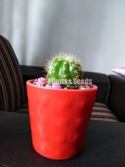 Cactus,Jade, Succulent Plants 