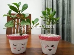 Cactus,Jade, Succulent Plants 