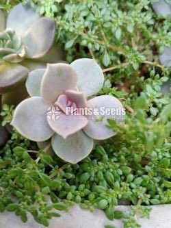 Succulent Plants