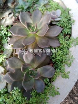 Succulent Plants