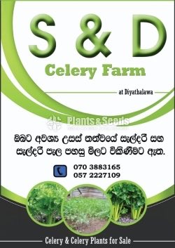 Celery
