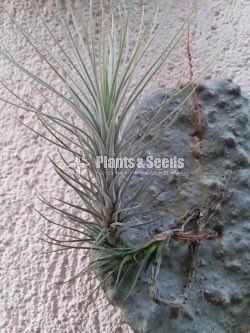 Air Plants-500