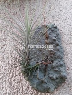 Air Plants-500