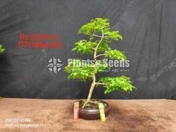 Bonsai-5000