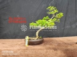 Bonsai-5000