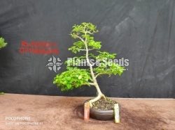 Bonsai-5000