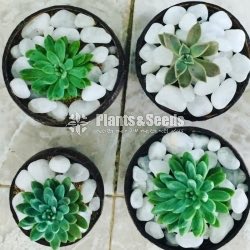 Cactus Babies -Teachers day gift