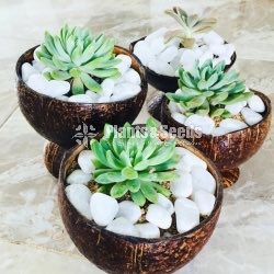 Cactus Babies -Teachers day gift