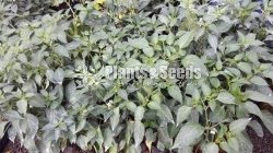 Croton