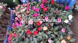 Flower Plants Collection