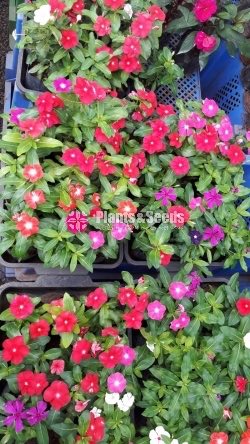 Flower Plants Collection
