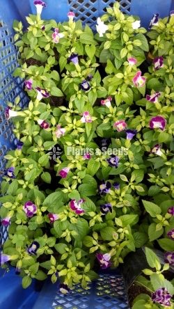 Flower Plants Collection