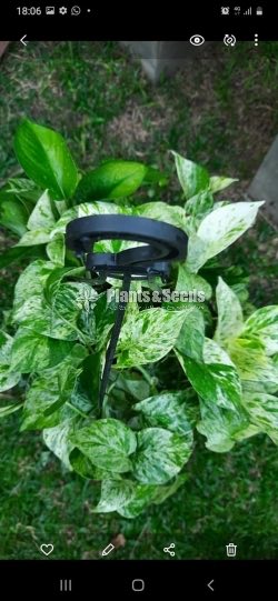 Pothos