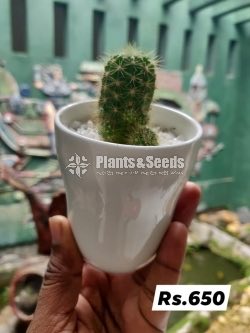 Baby Cactus in Ceramic Pots