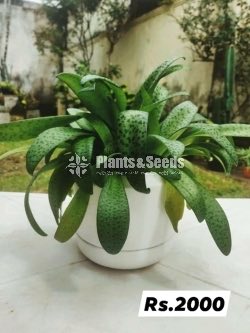 Out Door Plant Collection