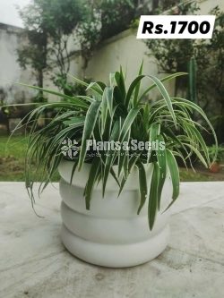 Out Door Plant Collection