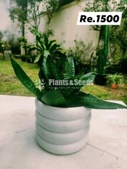 Out Door Plant Collection