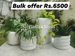 Out Door Plant Collection