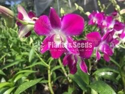 Orchids