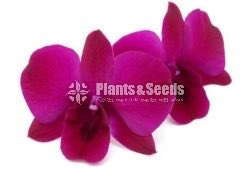 Orchids