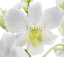 Orchids