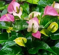RAPIDO,SASO,PINK CHAMPION,RED CHAMPION,BUTTERFLY ORANGE 