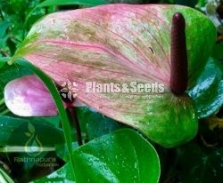 RAPIDO,SASO,PINK CHAMPION,RED CHAMPION,BUTTERFLY ORANGE 