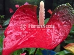 RAPIDO,SASO,PINK CHAMPION,RED CHAMPION,BUTTERFLY ORANGE 