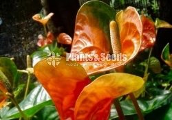 RAPIDO,SASO,PINK CHAMPION,RED CHAMPION,BUTTERFLY ORANGE 