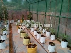 Portable Green House  6M*3.5M*3M