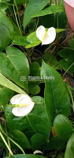 Anthurium 150