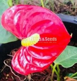 Anthurium Collection