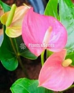 Anthurium Collection