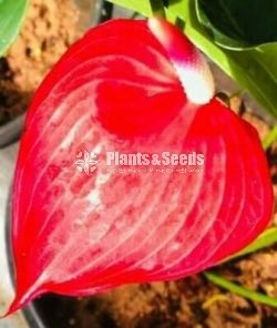 Anthurium Collection