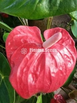 Anthurium