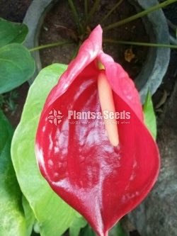 Anthurium