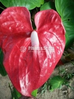 Anthurium