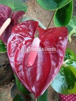 Anthurium