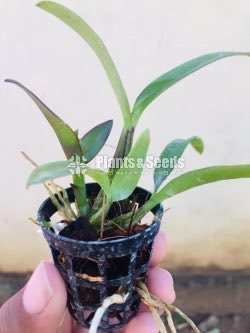 Orchids Collection