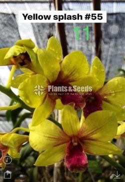 Orchids Collection