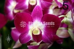 Orchids Collection