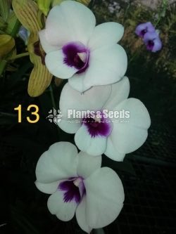 Orchids Collection