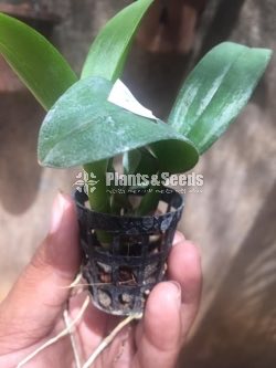 Orchids Collection
