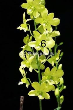 Orchids Collection