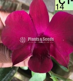 Orchids Collection