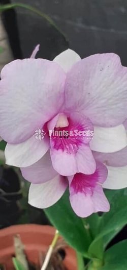 Orchids Collection